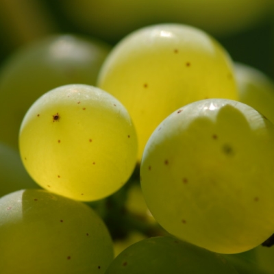 Silvaner ANT 1028
